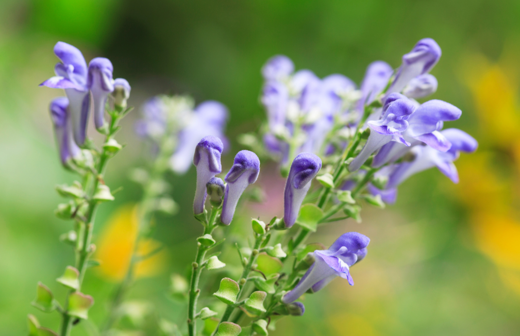 Exploring the many varieties of Skullcap