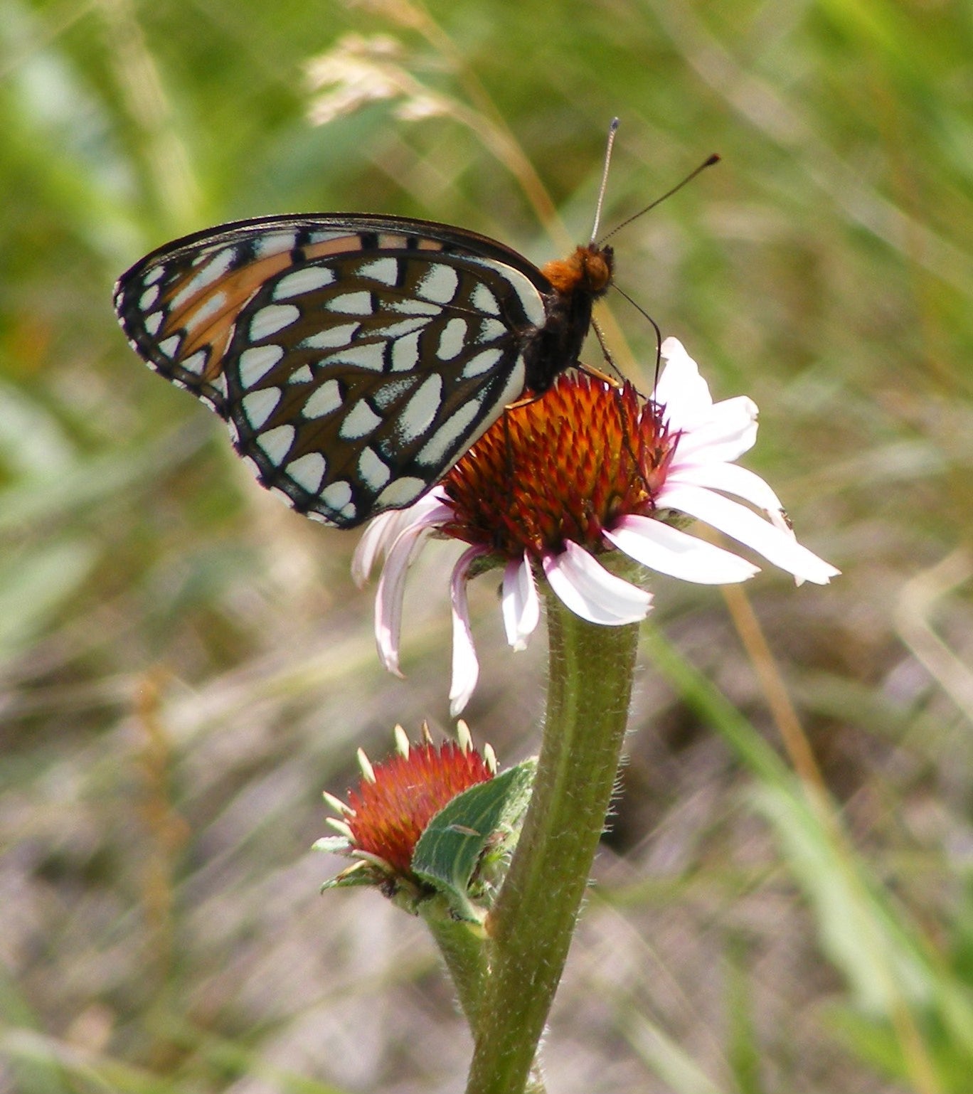 Echinacea angustifolia....not your garden purpurea