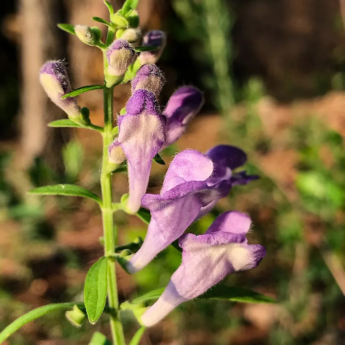 Skullcap OG (Scutellaria integrifolia) - live plant