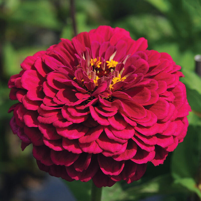 Zinnia, Giant Wine OG - live plant