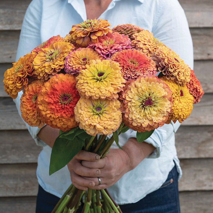 Zinnia, Aurora OG - live plant