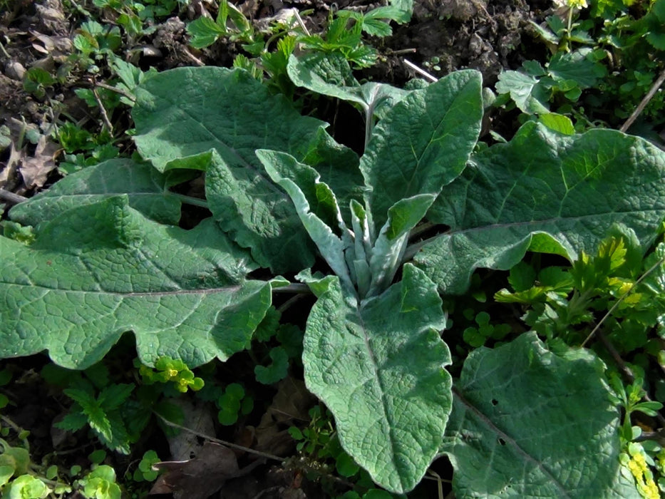 Burdock Seed