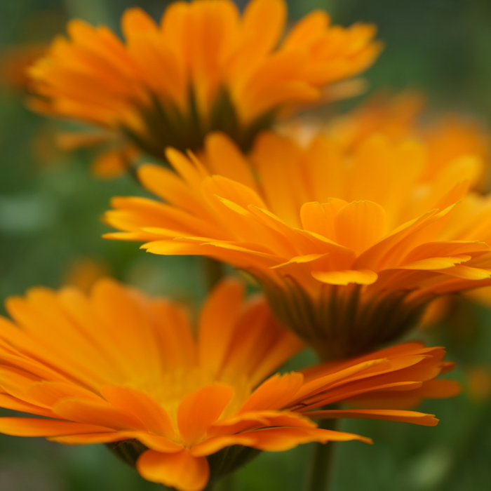 Calendula Seed to Soul Virtual Plant Immersion Course