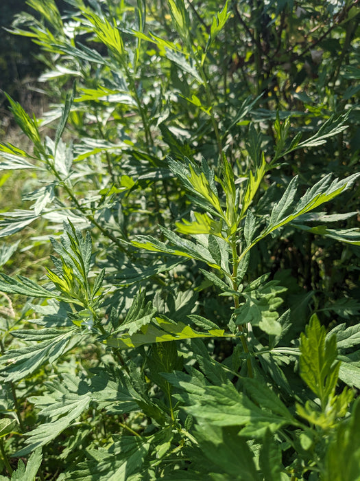 Mugwort