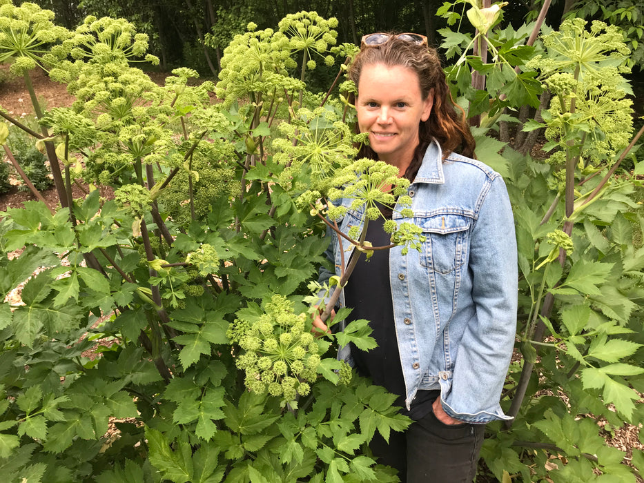 Angelica OG - Live plant