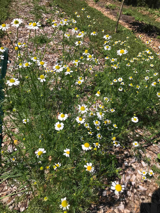 Chamomile (Roman) OG - live plant