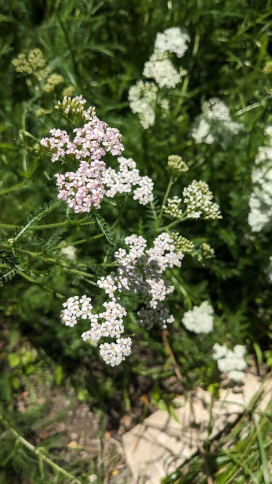 Yarrow