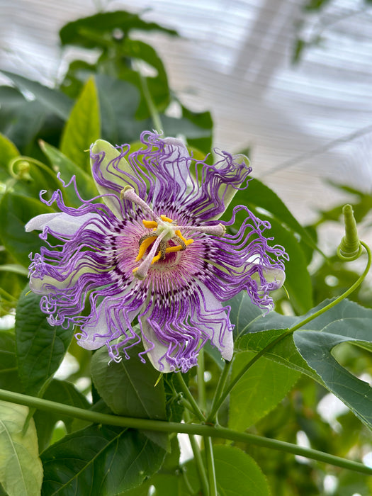 Passionflower OG - live plant