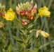 Common Evening Primrose