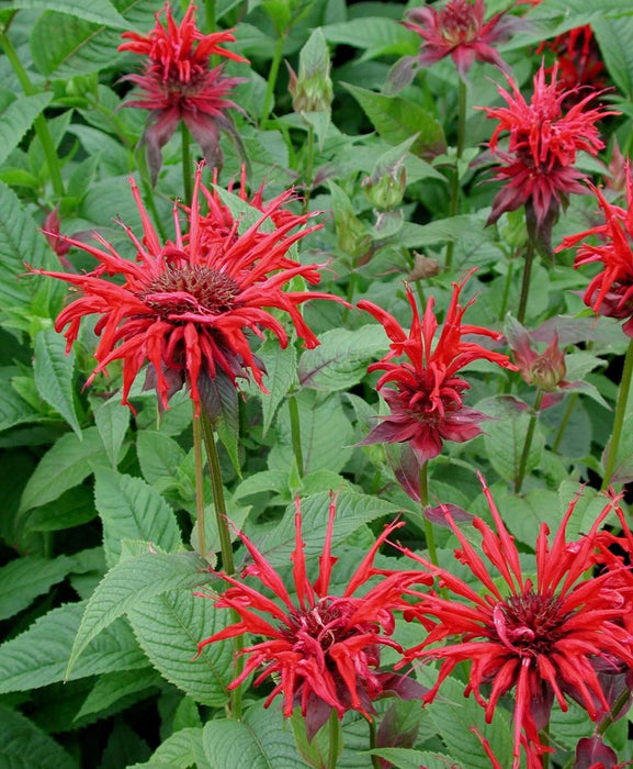 Red Bee Balm OG - Live Plant