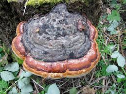 Red-Belted Polypore Mushroom