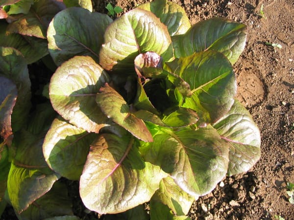 Greens - Romaine Lettuce (Rouge D’hiver) OG - live plant