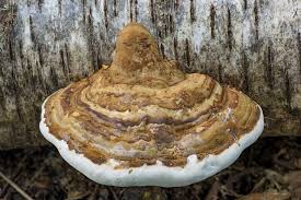 Tinder Hoof Polypore Mushroom