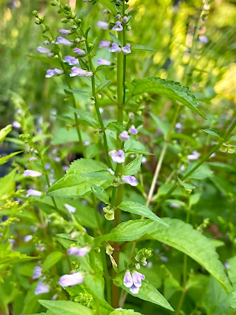 Mad-dog Skullcap