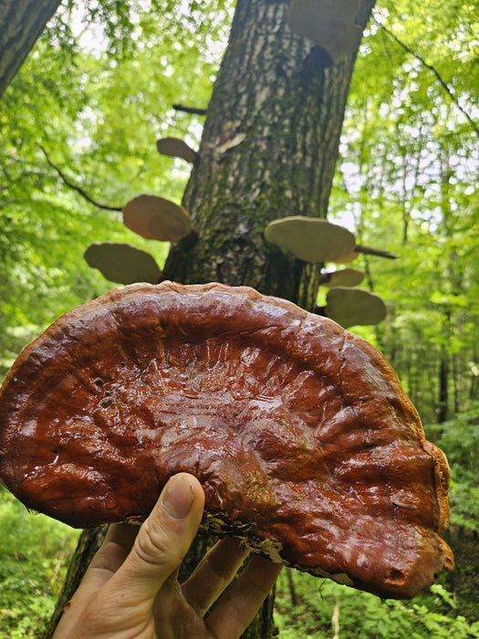 Reishi mushroom (Gandoerma tsugae)