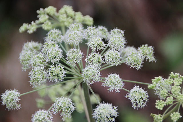 Angelica OG - Live plant