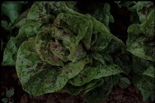 Greens - Bibb Lettuce (Speckled Amish) OG - live plant