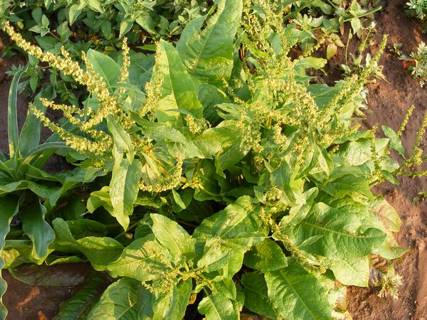 Yellow Dock Root