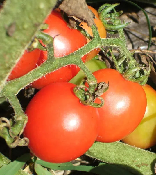 Tomato (Borghese) OG - live plant