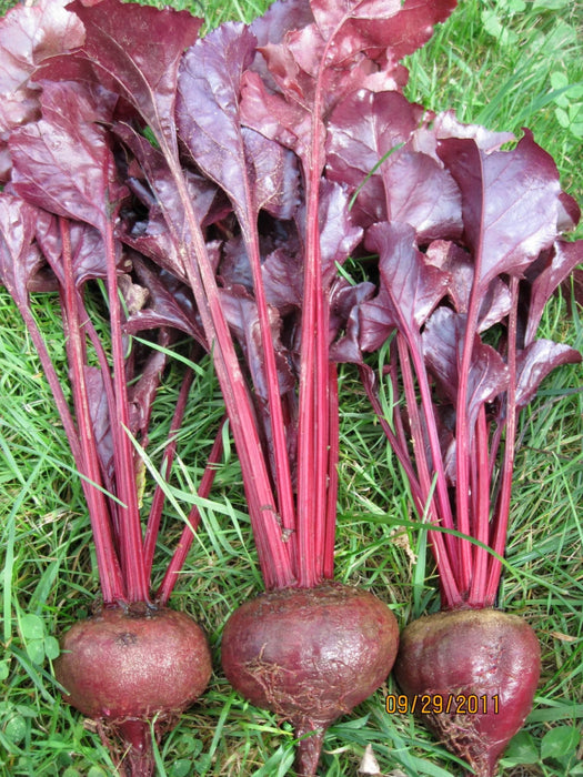 Beets (Bull’s Blood) OG - live plant