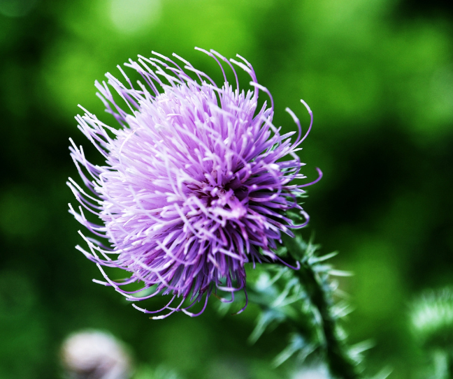 Burdock Seed