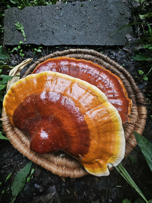 Reishi mushroom (Gandoerma tsugae)