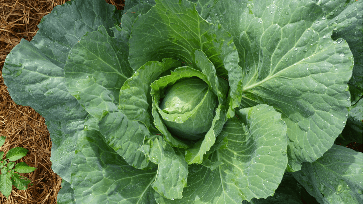 Cabbage (Early Jersey Wakefield) OG - live plant