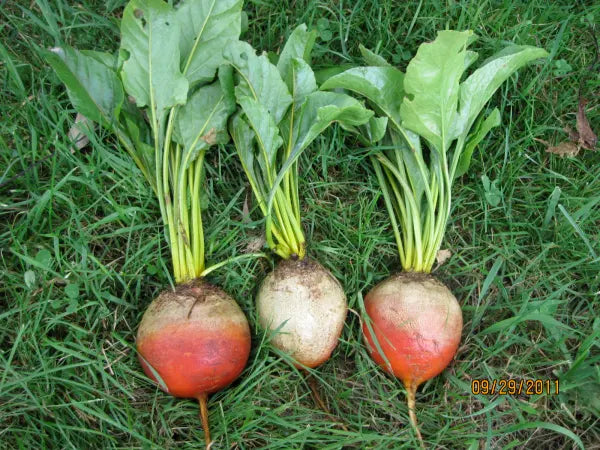 Beets (Gold Touchstone) OG - live plant