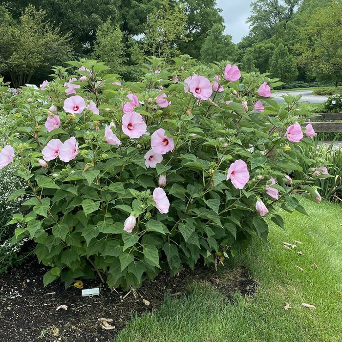 Rosemallow