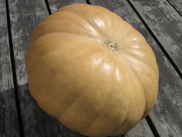 Winter Squash – Long Island Cheese OG - live plant