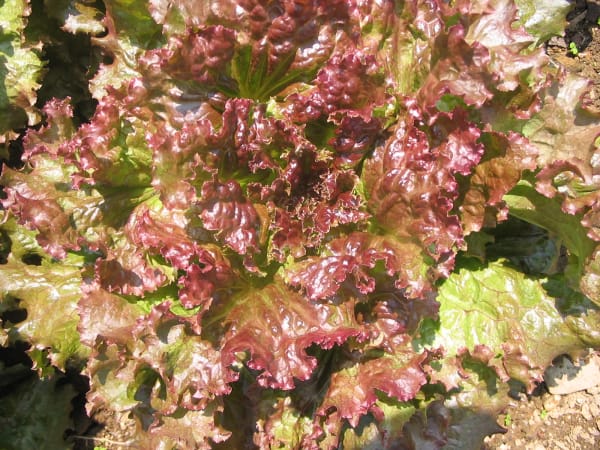 Greens - Loose Leaf Lettuce (Red Sails) OG - live plant