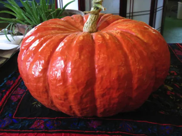 Winter Squash – Rouge Vif D'Etampes OG - live plant