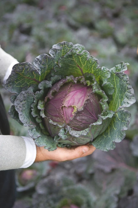 Savoy Cabbage OG - live plant