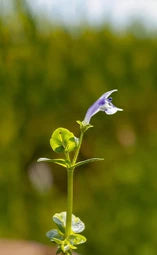 Skullcap OG (Scutellaria barbata) - live plant