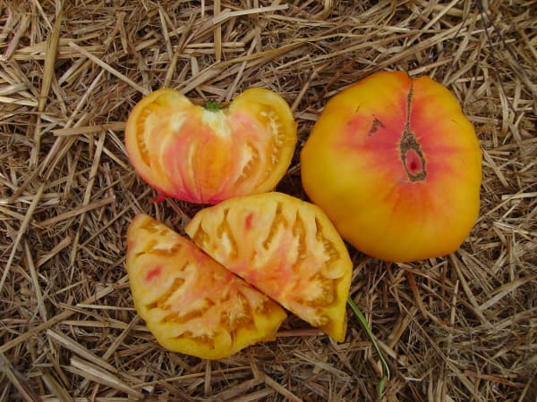 Tomato (Pineapple) OG - live plant