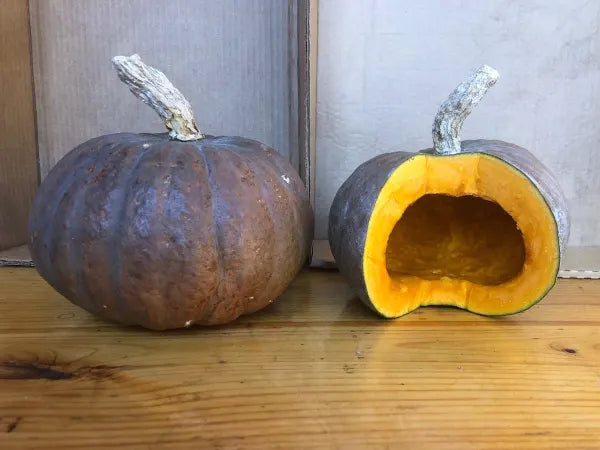 Winter Squash – Turtle Moon Blue Kuri OG - live plant