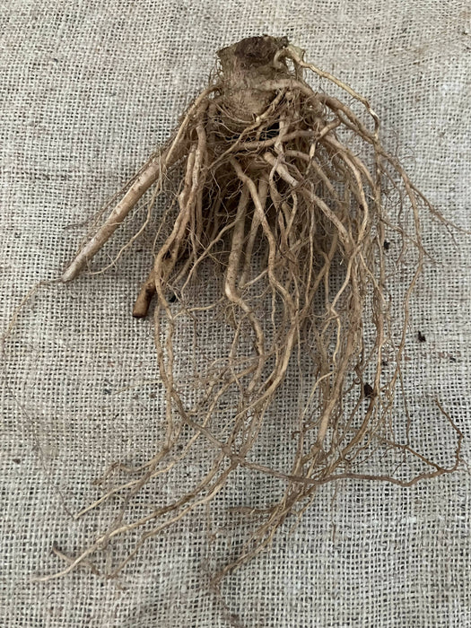 Ashwagandha Root, Fresh, Certified OG