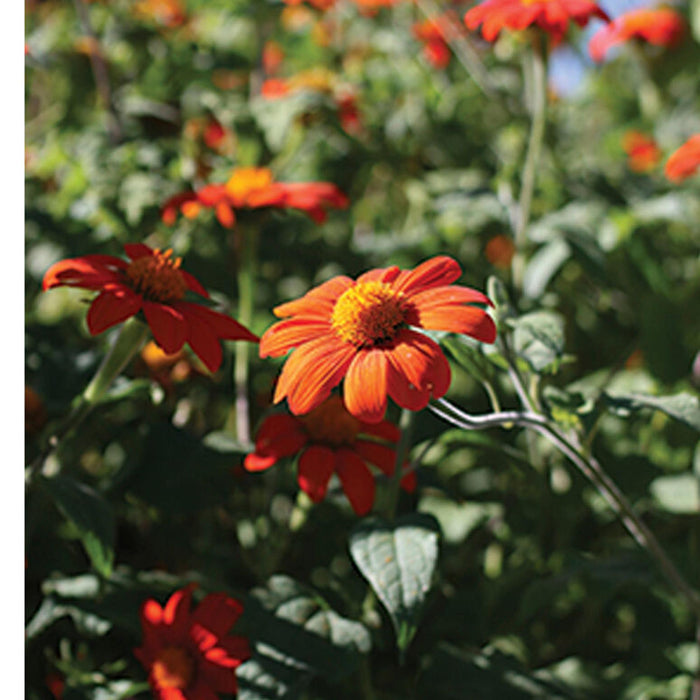 Mexican Sunflower OG - live plant