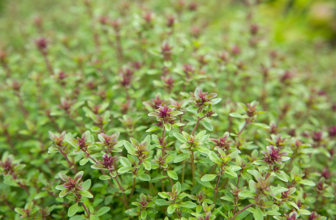 Thyme (Winter German) OG - live plant