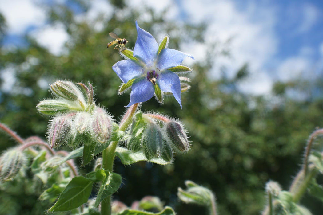 Borage OG - live plant